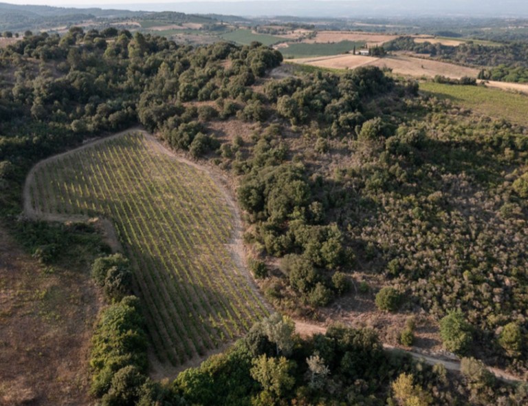 Vignes en coteaux du Plateau du Cascal