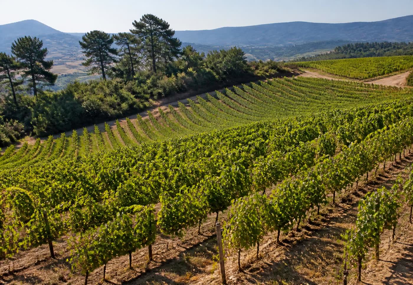 Vignes en coteaux du Plateau du Cascal